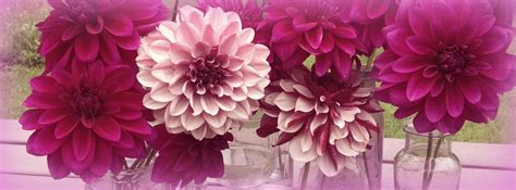 Free February Dahlia LOVE Facebook Covers | Alaska's choice for ...