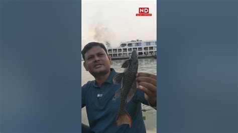 সাকার ফিস Sakarfish Banglalatestnews Latest News Today । News