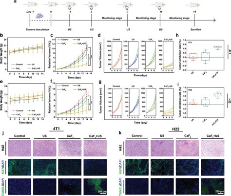 In Vivo Evaluation For Antitumor Therapy A Schematic Illustration Of