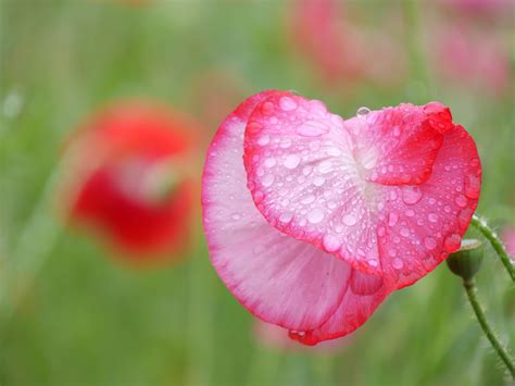 Coquelicot Fleur Goutte Deau Photo Gratuite Sur Pixabay Pixabay