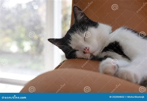 Gato Durmiendo En Una Silla Foto De Archivo Imagen De Muebles Sitio