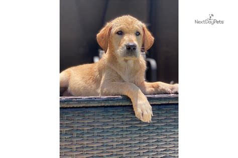 Blair Labrador Retriever Puppy For Sale Near Lakeland Florida