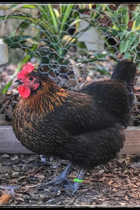 Black Sex Link Chicken Eggs Height Size And Raising Tips