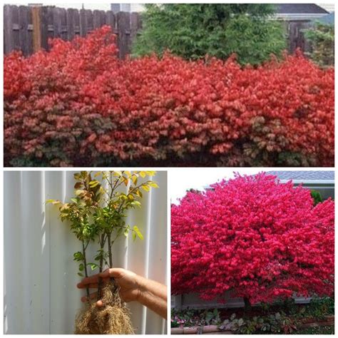 6 12 Tall Live Plant Dwarf Burning Bush Shrub Bare Root Euonymus