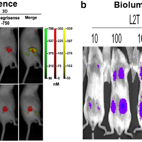 Tracking Of Exogenous CSCs A In Vivo Fluorescent Imaging Of U251