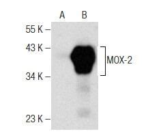 Mox A Scbt Santa Cruz Biotechnology