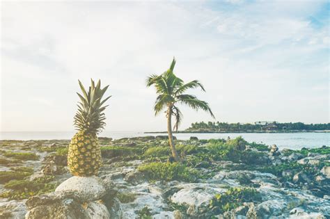 Фото Растения Моря — Картинки