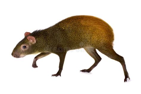 Agouti Species Stock Photos - Free & Royalty-Free Stock Photos from ...