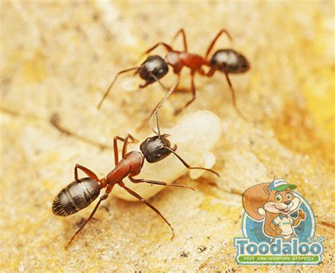 Carpenter Ant Removal | Effective Pest Removal in Canada