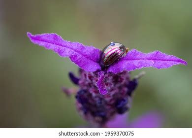 27 Chrysolina Cerealis Royalty Free Photos And Stock Images Shutterstock