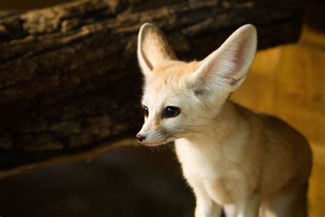 Charming Fennec Fox Hd Wallpaper