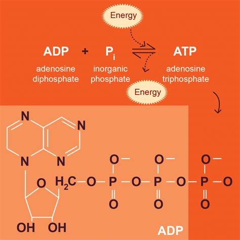 adenosine triphosphate  atp   atp tsdg