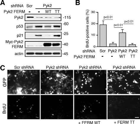 Pyk2 Ferm Regulation Of P53 And Id8 Cell Growth A Ad Pyk2 Ferm Download Scientific Diagram