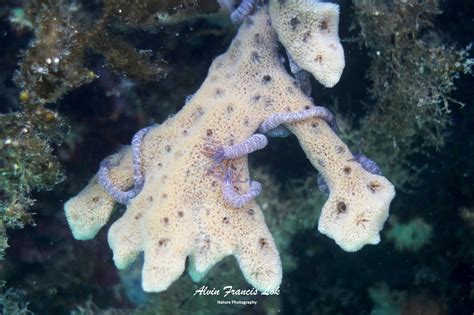 marine life biodiversity singapore