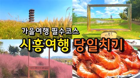 가을여행 반드시 가봐야하는 10월 서울근교 당일치기 시흥여행 시흥가볼만한곳 핑크뮬리 가을꽃게 대하 새우시세 가격