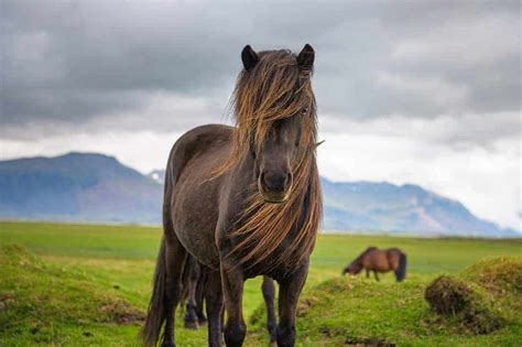 The Friesian Horse - History, Info, & Interesting Facts - Seriously ...