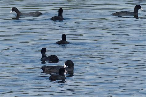 Fulica atra Blässhuhn Fulica atra c Tilmann Adler naturgucker