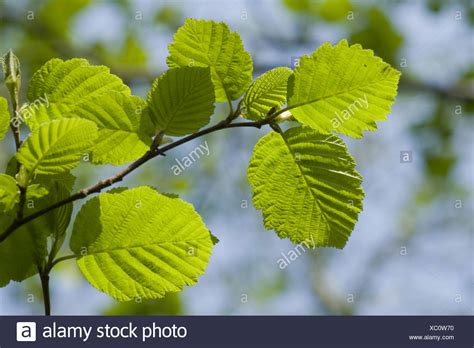 Leaves Alder Tree High Resolution Stock Photography and Images - Alamy 