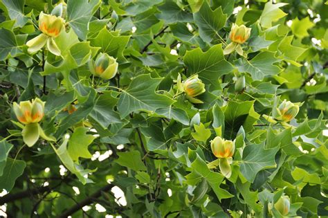 Tulip Poplar George Washington S Mount Vernon