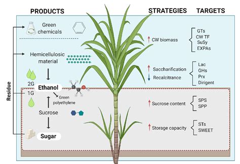 Figure From Applying Molecular Phenotyping Tools To Explore Sugarcane