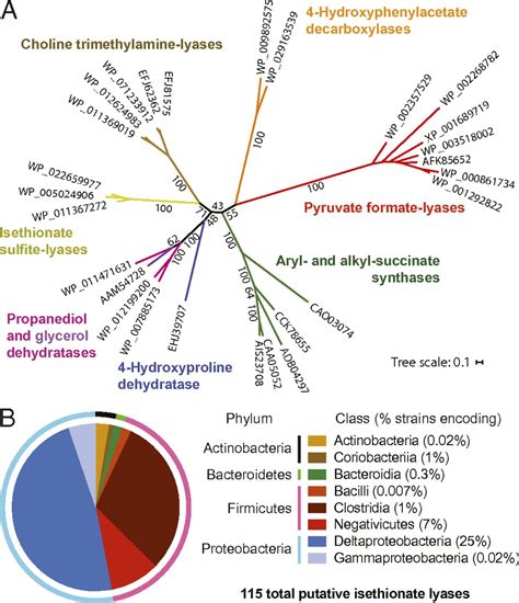 A Glycyl Radical Enzyme Enables Hydrogen Sulfide Production By The