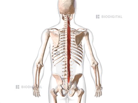 Right Multifidus Biodigital Anatomy