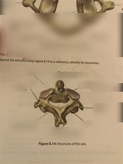 The Axis C Diagram Quizlet