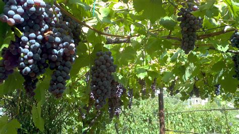 Fotos Gratis Uva Viñedo Vino Granja Fruta Maduro Rural Comida