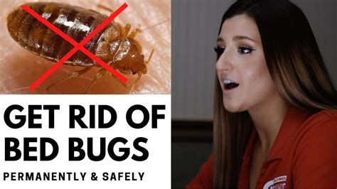 How To Get Rid Of Bed Bugs Permanently What We Learned By Treating