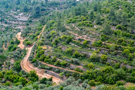 The Land Of Olives: A Culinary And Cultural Journey