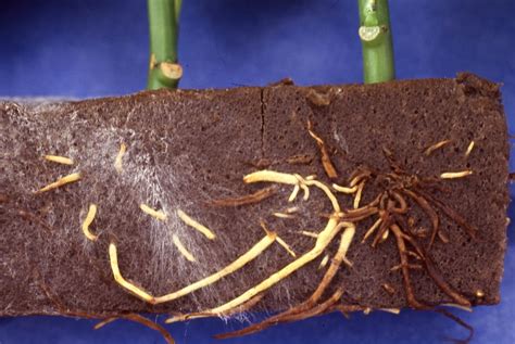 Poinsettia Rhizoctonia Root Rot Greenhouse Horticulture