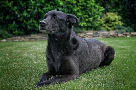 Arti Mimpi Bertemu Dengan Anjing Menurut Primbon Jawa