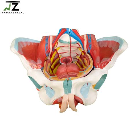 Modelo Anat Mico De Pelvis Femenina Humana Para Ense Anza M Dica