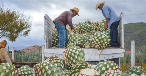 Hoy Tamaulipas Crecio 1 6 Valor De La Produccion Agricola Pecuaria Y