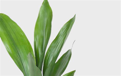 How To Care For An Aspidistra Cast Iron Plant