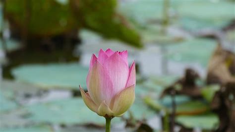 9+ Free Hoa Sen & Lotus Images - Pixabay