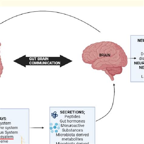 Schematic diagram illustrating the gut-brain axis. Through the Central ...