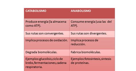 Anabolismo E Catabolismo Voce Sabe Como Diferenciar Images Images