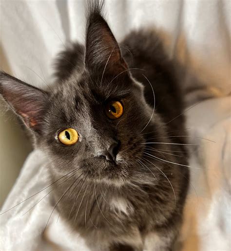 Why Mainecoons? - Lil Moon Lions | Mainecoon Breeder in the Richmond area