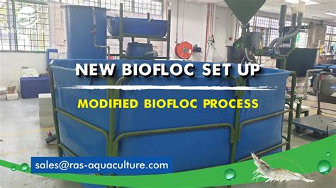 New Biofloc Setup With A Hybrid Ras Technology Youtube