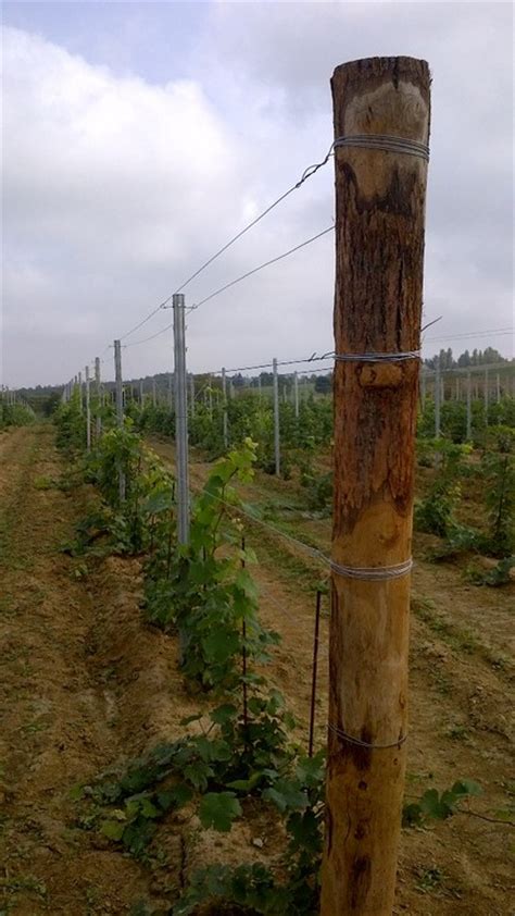 Ci Emme Pali Per Vigneto In Acciaio Ferro Legno Cemento E Reti Per