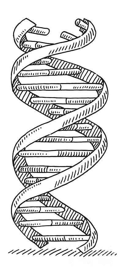 DNA Strand Genetics Symbol Drawing Drawing by Frank Ramspott - Fine Art ...