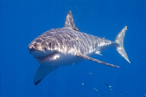 Video Registran al tiburón blanco más grande del mundo Mascotadictos