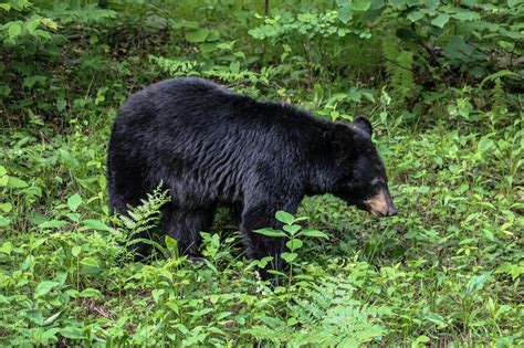 Shenandoah National Park Wildlife Viewing | The National Parks Experience