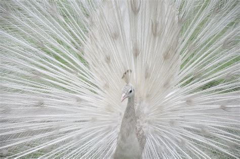 White peacock Free Photo Download | FreeImages