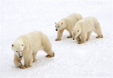 Polar Bears & Cubs - CCK