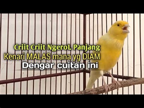 Kenari Gacor Panjang Cuit Cuit EMOSI Pancingan Kenari Paud Belajar