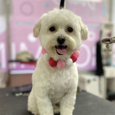 Adult Maltipoo Puppy Cut