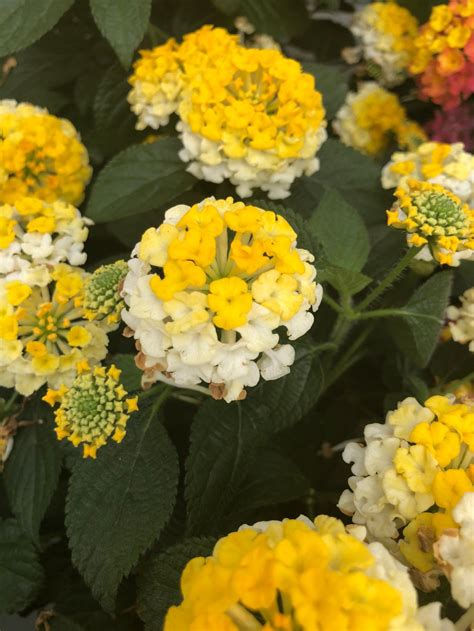 Bandana® Lemon Zest Lantana Season To Season® Perennials Our Plant