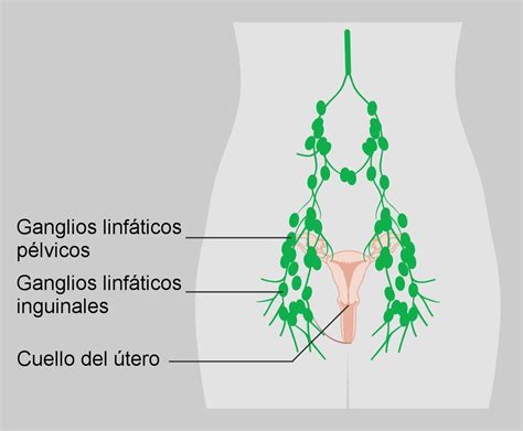 Funcion Del Ganglio Iliaco Brainly Lat